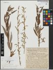 Foto von Salix alba subsp. vitellina (L.) Arcang. x Salix babylonica L.